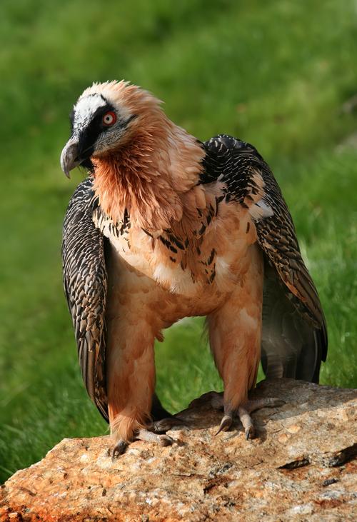 Andorra Bearded Vulture