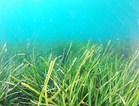 Andros Posidonia oceanica