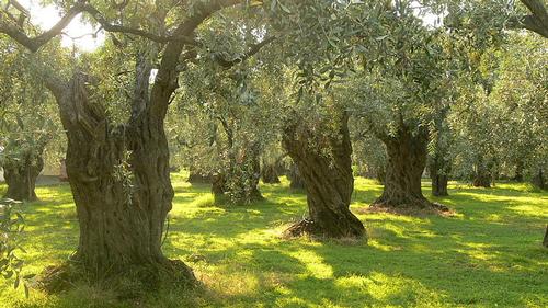 Olive Trees Andros
