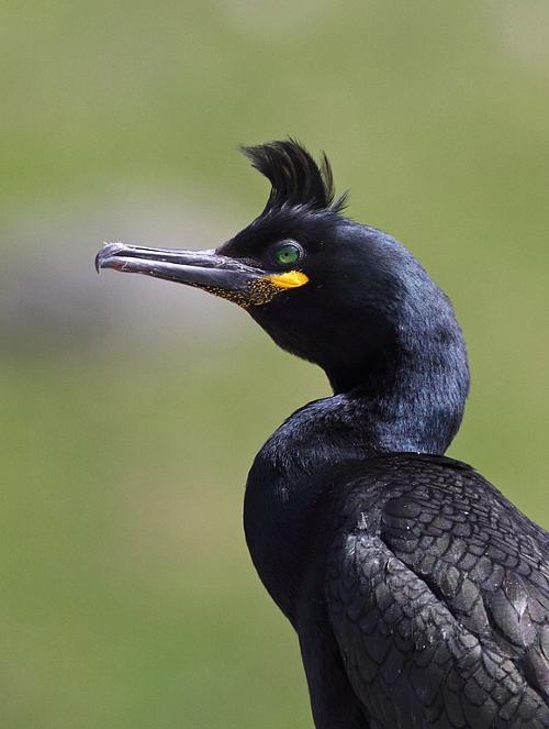 Cormorant occurs on Andros