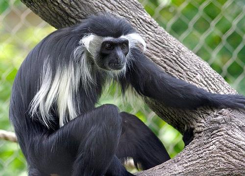  southern frilly monkey (Colobus angolensis) is almost non-existent in Angola, despite the name 