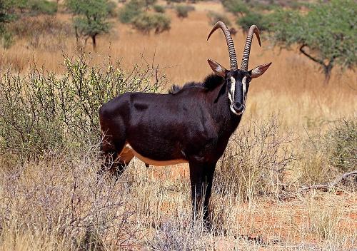  giant saber antelope, national animal of Angola 