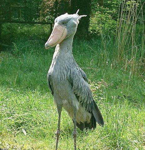 Shoebill, Bird of Angola