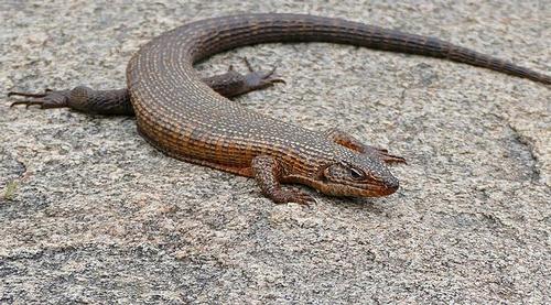 Giant shield lizard, reptile Angola