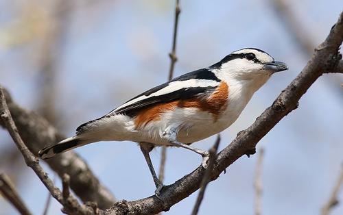 Broebroe, bird of Angola