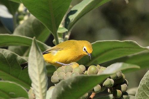 African spectacled bird, bird from Angola