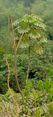 Mayombe forest, Angola