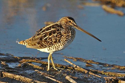 African snipe occurs in Angola