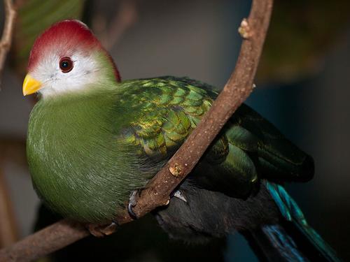 Red-crested turaco, national bird of Angola