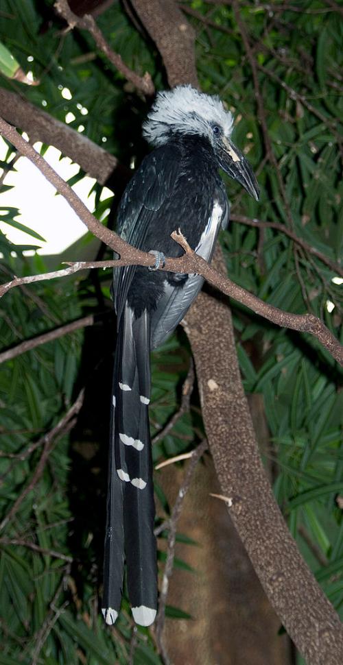white-crested flock, bird from Angola