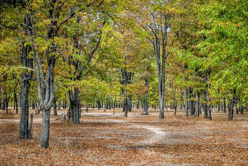 Mopane forest, Angola