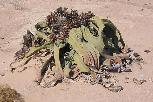 Weltwitschia Mirabilis Angola