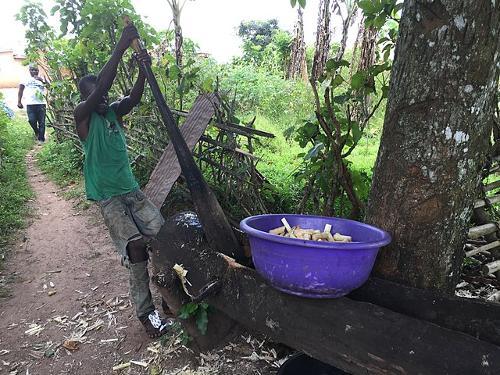 Making the drink lunguila, from sugar cane in Angola