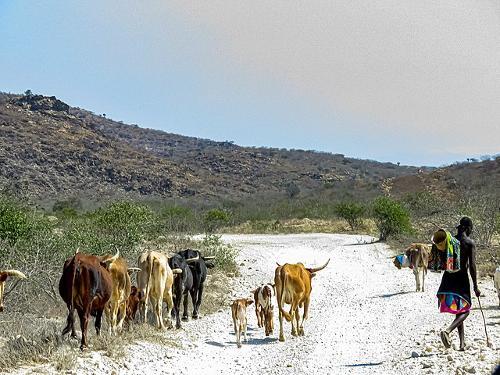 Cattle North of Luanda, Angola