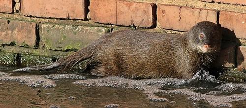 Swamp mongoose, predator Angola