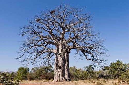  Imbondeiro or African baobab, Angola 