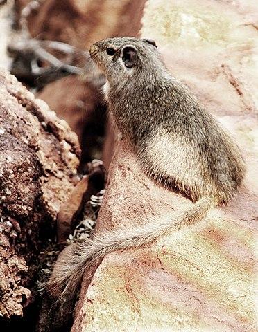 Rockrat, Angola