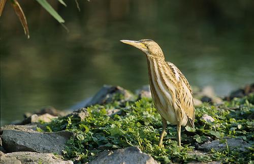 Little bittern, a species of heron in the Ardèche