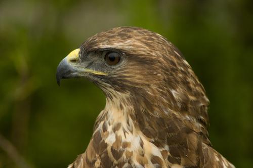 Buzzard Ardeche