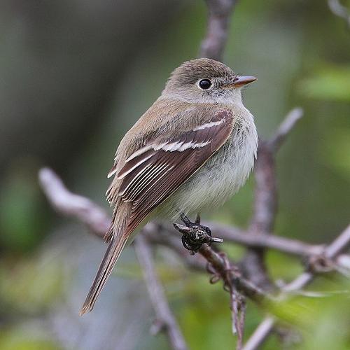 Small flycatcher, bird from Ardèche