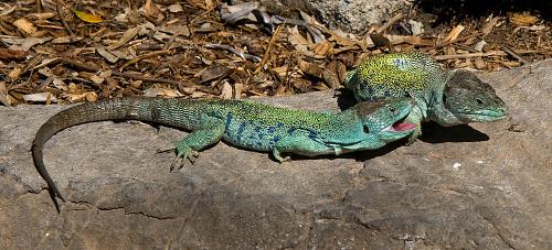 Pearl lizard, largest lizard species in Europe and therefore also in the Ardèche