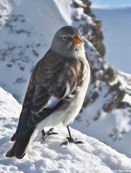 Snow finch, bird in Ardeche