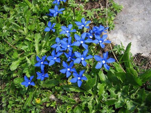 Gentians Ardeche