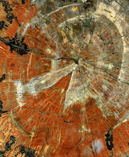 230 million year old petrified trees in Arizona