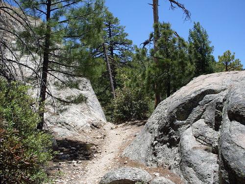 Pinus arizonica forest on Mount Lemmon, Southern Arizona 