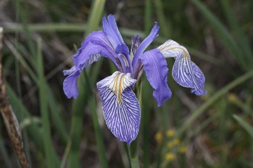 Iris missouriensis, characteristic of the mountains in Arizona 