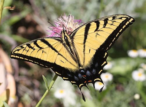 Arizona State Insect: Papilio multicaudata