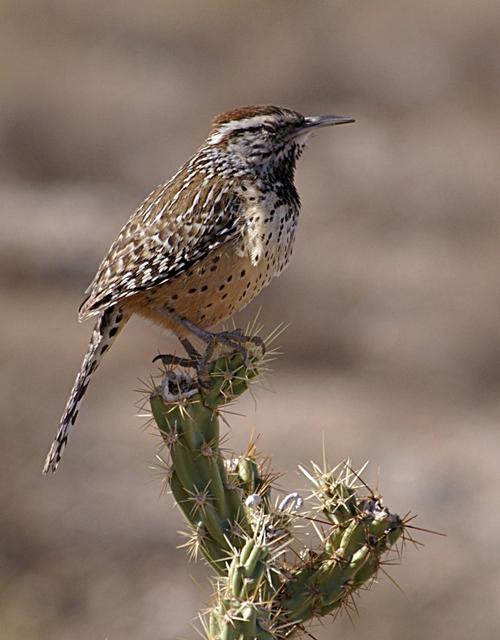 Cactus Wren, Arizona bird symbol