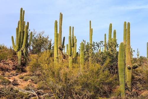 Saguaro National Park Arizona