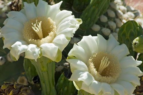 The saguaro cactus flower is the Arizona State Symbol 