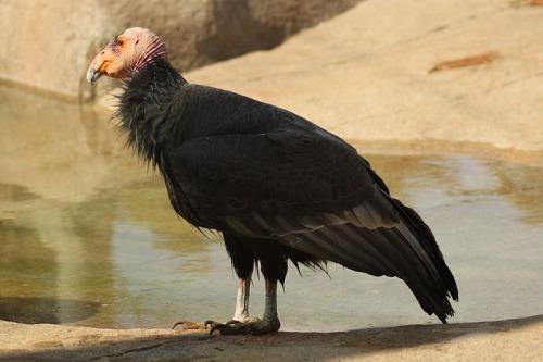 California condor, rare in Arizona