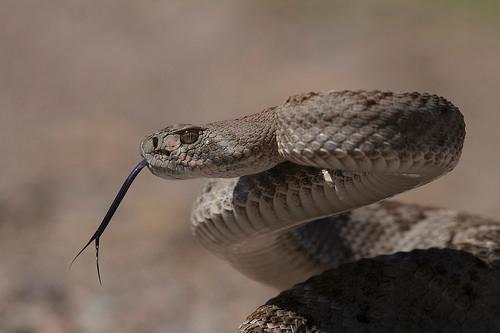  Texan rattlesnake is also found in Arizona 