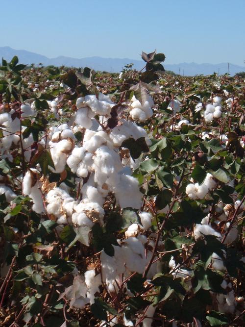 Cotton field near Satton, Arizona