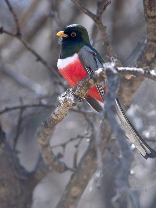 Copper Tail Trogon, migrating from Mexico to Arizona