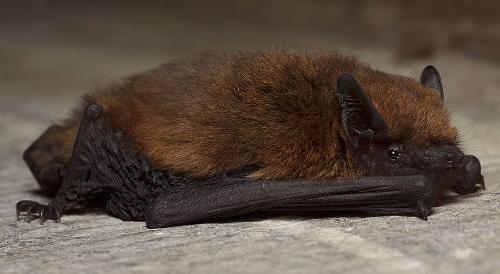 Western pipistrelle bat