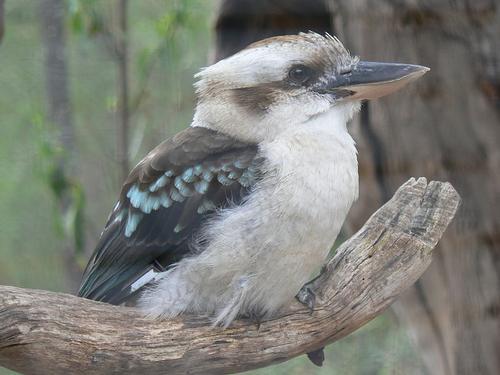 Kookaburra Australia