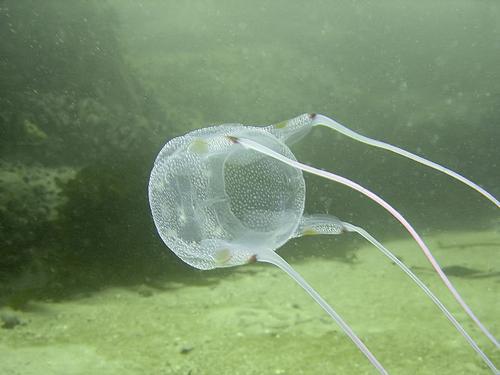 Box Jellyfish Australia