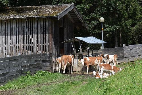 Cows for milk production in Austria