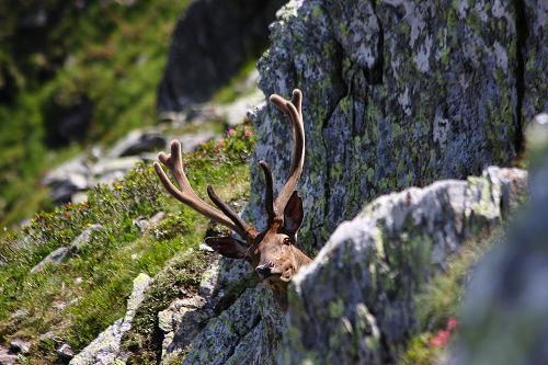 Deer, Austria