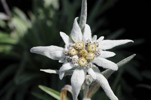 Edelweiss, Austria