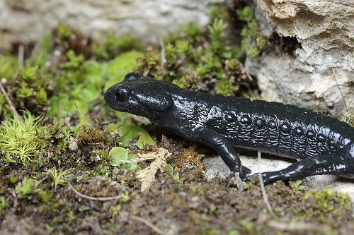 Alpine Salamander Austria