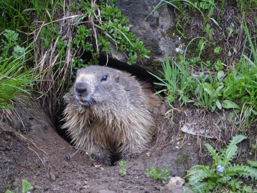 Alpine Marmot, Austria