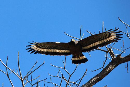 Long-tailed eagle Auvergne