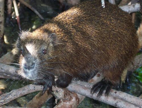 Hutia 