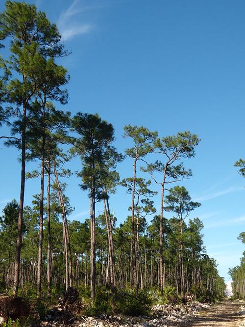 Bahama's Pine Trees