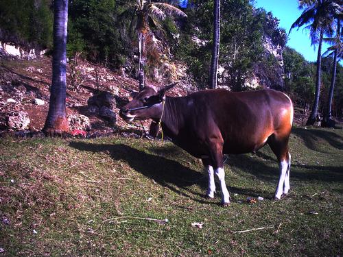 Banteng Bali 